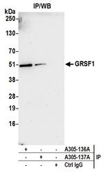 GRSF1 Antibody in Immunoprecipitation (IP)