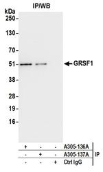 GRSF1 Antibody in Immunoprecipitation (IP)