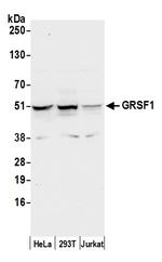 GRSF1 Antibody in Western Blot (WB)