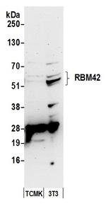 RBM42 Antibody in Western Blot (WB)