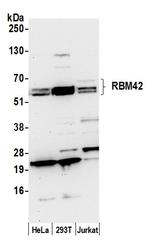 RBM42 Antibody in Western Blot (WB)