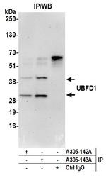 UBFD1 Antibody in Immunoprecipitation (IP)