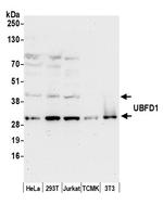 UBFD1 Antibody in Western Blot (WB)