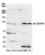 ZC3H7A Antibody in Western Blot (WB)