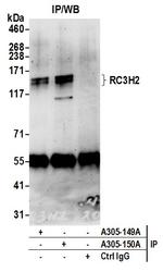 RC3H2/MNAB Antibody in Immunoprecipitation (IP)