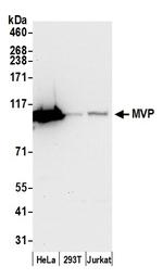 MVP/Major Vault Protein Antibody in Western Blot (WB)