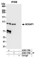 NCKAP1/NAP125 Antibody in Immunoprecipitation (IP)