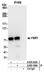 FMR1/FMRP Antibody in Immunoprecipitation (IP)