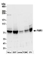 FMR1/FMRP Antibody in Western Blot (WB)