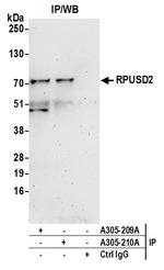 RPUSD2 Antibody in Immunoprecipitation (IP)