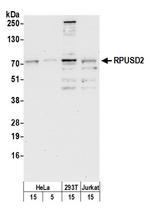 RPUSD2 Antibody in Western Blot (WB)