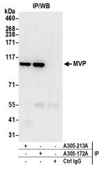 MVP/Major Vault Protein Antibody in Immunoprecipitation (IP)