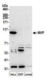 MVP/Major Vault Protein Antibody in Western Blot (WB)