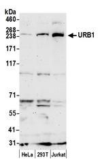 URB1/NPA1 Antibody in Western Blot (WB)