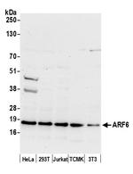 ARF6/ADP Ribosylation Factor 6 Antibody in Western Blot (WB)