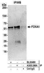 FOXA1/HNF3A Antibody in Immunoprecipitation (IP)