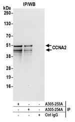 CCNA2/Cyclin A2 Antibody in Immunoprecipitation (IP)