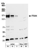 ITGA4/CD49D/Integrin alpha-4 Antibody in Western Blot (WB)