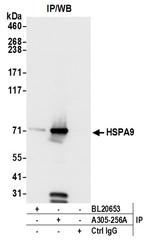 HSPA9/GRP75/Mortalin Antibody in Immunoprecipitation (IP)