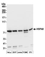 HSPA9/GRP75/Mortalin Antibody in Western Blot (WB)