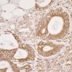 PDIA3/ERp57 Antibody in Immunohistochemistry (Paraffin) (IHC (P))