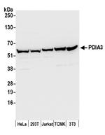 PDIA3/ERp57 Antibody in Western Blot (WB)