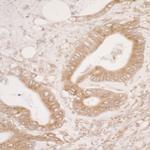 PDIA3/ERp57 Antibody in Immunohistochemistry (Paraffin) (IHC (P))