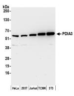 PDIA3/ERp57 Antibody in Western Blot (WB)