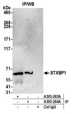 STXBP1/MUNC18-1 Antibody in Immunoprecipitation (IP)