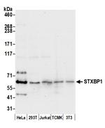 STXBP1/MUNC18-1 Antibody in Western Blot (WB)