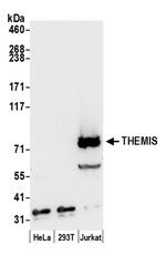 THEMIS Antibody in Western Blot (WB)