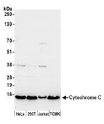 Cytochrome C Antibody in Western Blot (WB)