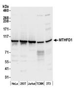 MTHFD1 Antibody in Western Blot (WB)