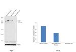 SORL1 Antibody