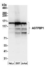 AGTPBP1 Antibody in Western Blot (WB)