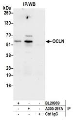 Occludin Antibody in Immunoprecipitation (IP)