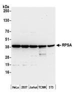 RPSA Antibody in Western Blot (WB)