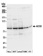 ACO2/Aconitase Antibody in Western Blot (WB)