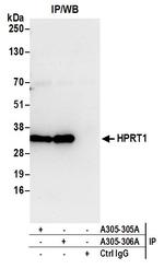 HPRT1 Antibody in Immunoprecipitation (IP)