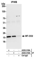 MT-CO2 Antibody in Immunoprecipitation (IP)