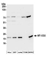 MT-CO2 Antibody in Western Blot (WB)