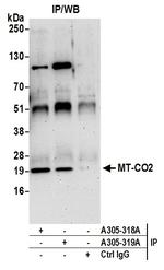 MT-CO2 Antibody in Immunoprecipitation (IP)