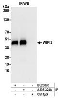 WIPI2 Antibody in Immunoprecipitation (IP)