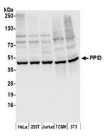 PPID Antibody in Western Blot (WB)