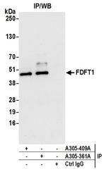 FDFT1 Antibody in Immunoprecipitation (IP)