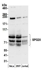 SPG20 Antibody in Western Blot (WB)