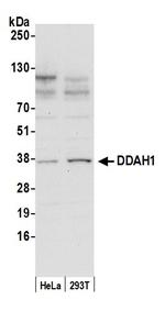 DDAH1 Antibody in Western Blot (WB)