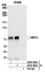 HBS1L Antibody in Immunoprecipitation (IP)