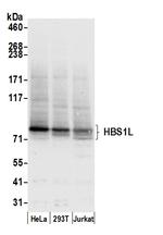 HBS1L Antibody in Western Blot (WB)