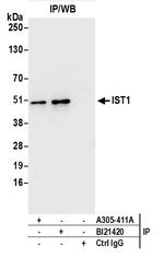 IST1/OLC1 Antibody in Immunoprecipitation (IP)